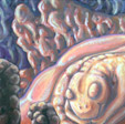 reborn, fetal, salamander
